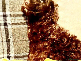 Cockapoo dogs - Advert 30