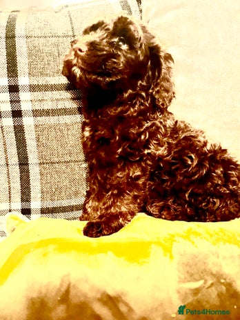 Cockapoo dogs - Advert 10