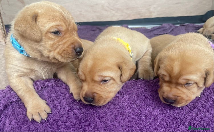 Labrador Retriever dogs - Advert 4