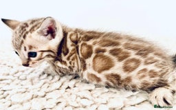 Bengal cats for sale: Seal mink snow & charcoal seal bengal  - Image 10