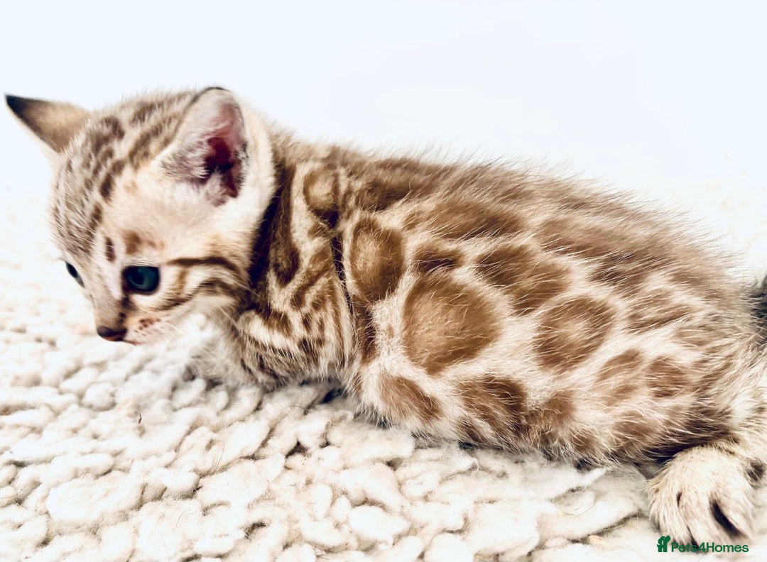 Bengal cats for sale: Seal mink snow & charcoal seal bengal  - Image 10