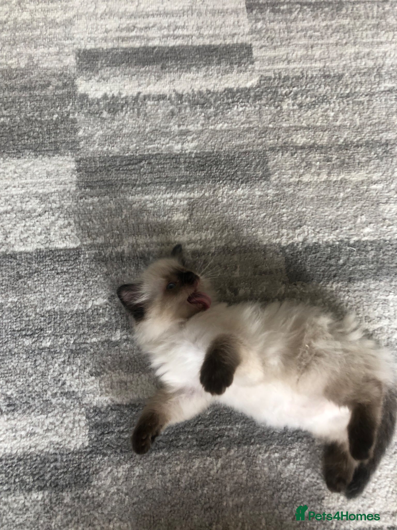 Ragdoll cats for sale: Ragdoll kittens in Southend-on-Sea - Advert 3