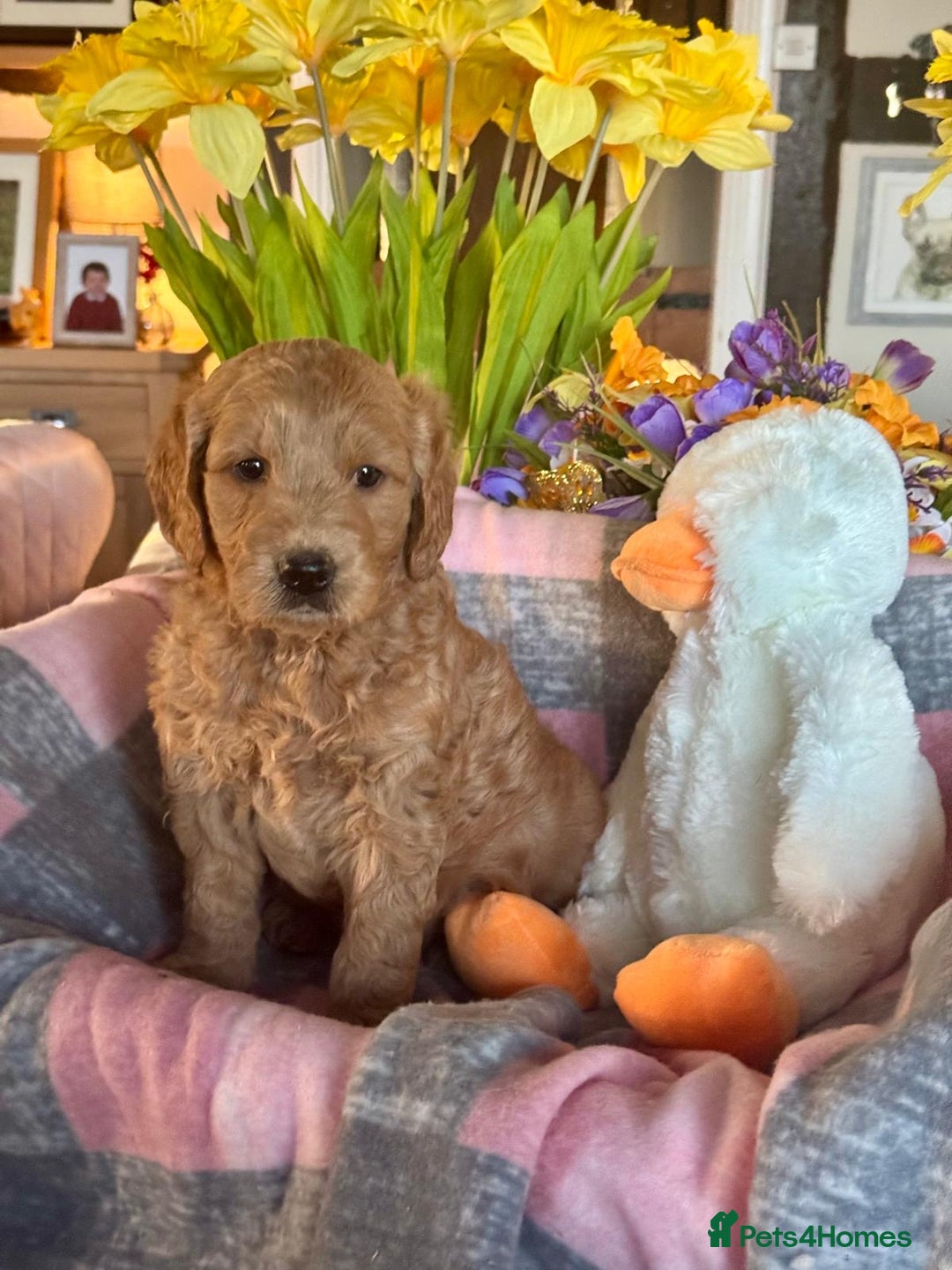Mini Goldendoodle dogs for sale: 6 mini goldendoodle puppies for sale - Advert 6
