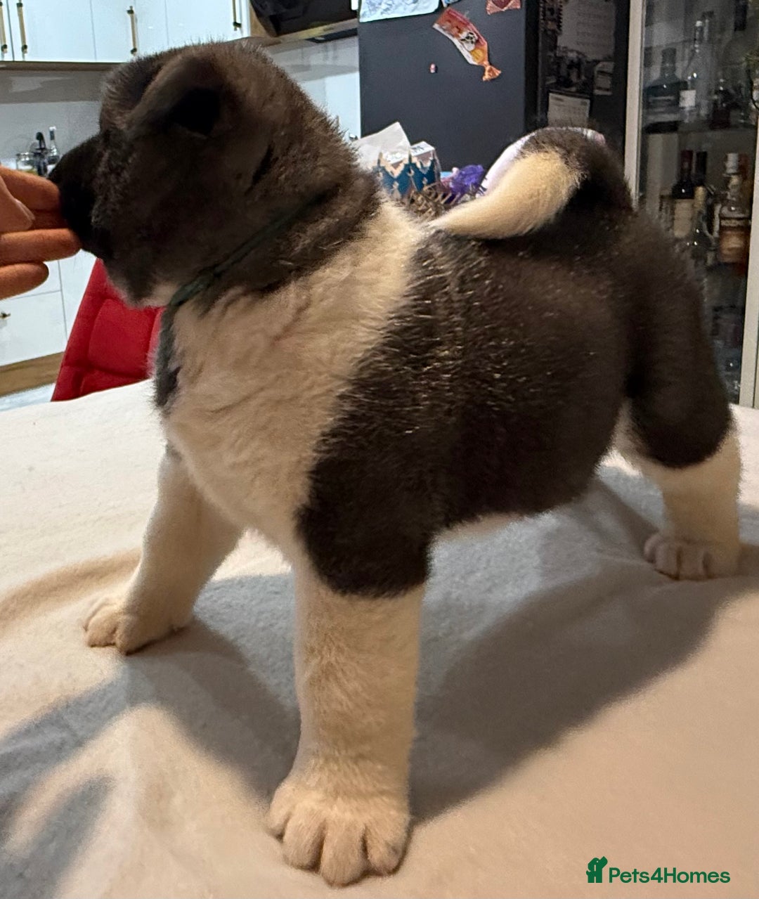 Akita dogs for sale: AMERICAN AKITA LOOKING FOR HOME - Advert 17
