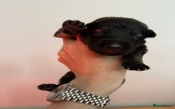 German Shepherd dogs for sale: Beautiful Working Line German Shepherd Puppies - Image 11