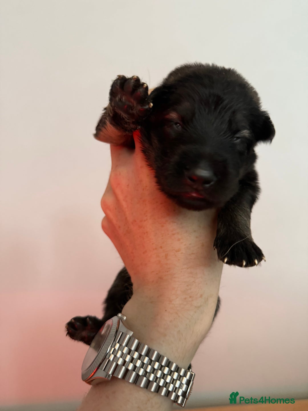 German Shepherd dogs for sale: Beautiful Working Line German Shepherd Puppies - Image 11