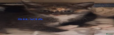 Ragdoll Kitten 2