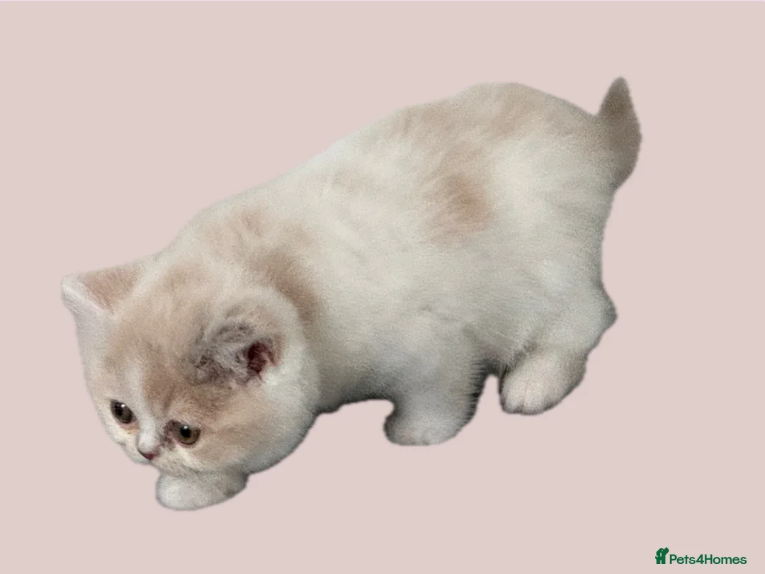 British Shorthair cats for sale: Ready end June !TICA SGC & CH daughter,stunning! - Advert 2