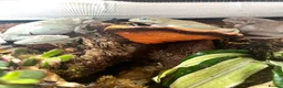 Frog reptiles for sale: 3x Adult Blue Eyed Morph Whites Tree Frogs in Oxford - Advert 2