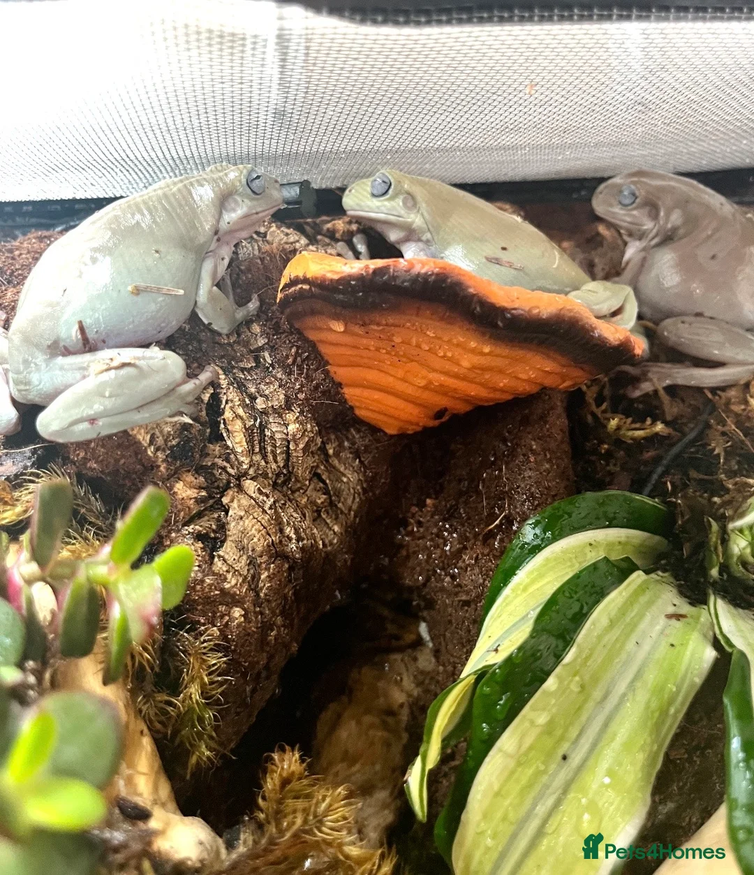 Frog reptiles for sale: 3x Adult Blue Eyed Morph Whites Tree Frogs in Oxford - Advert 2