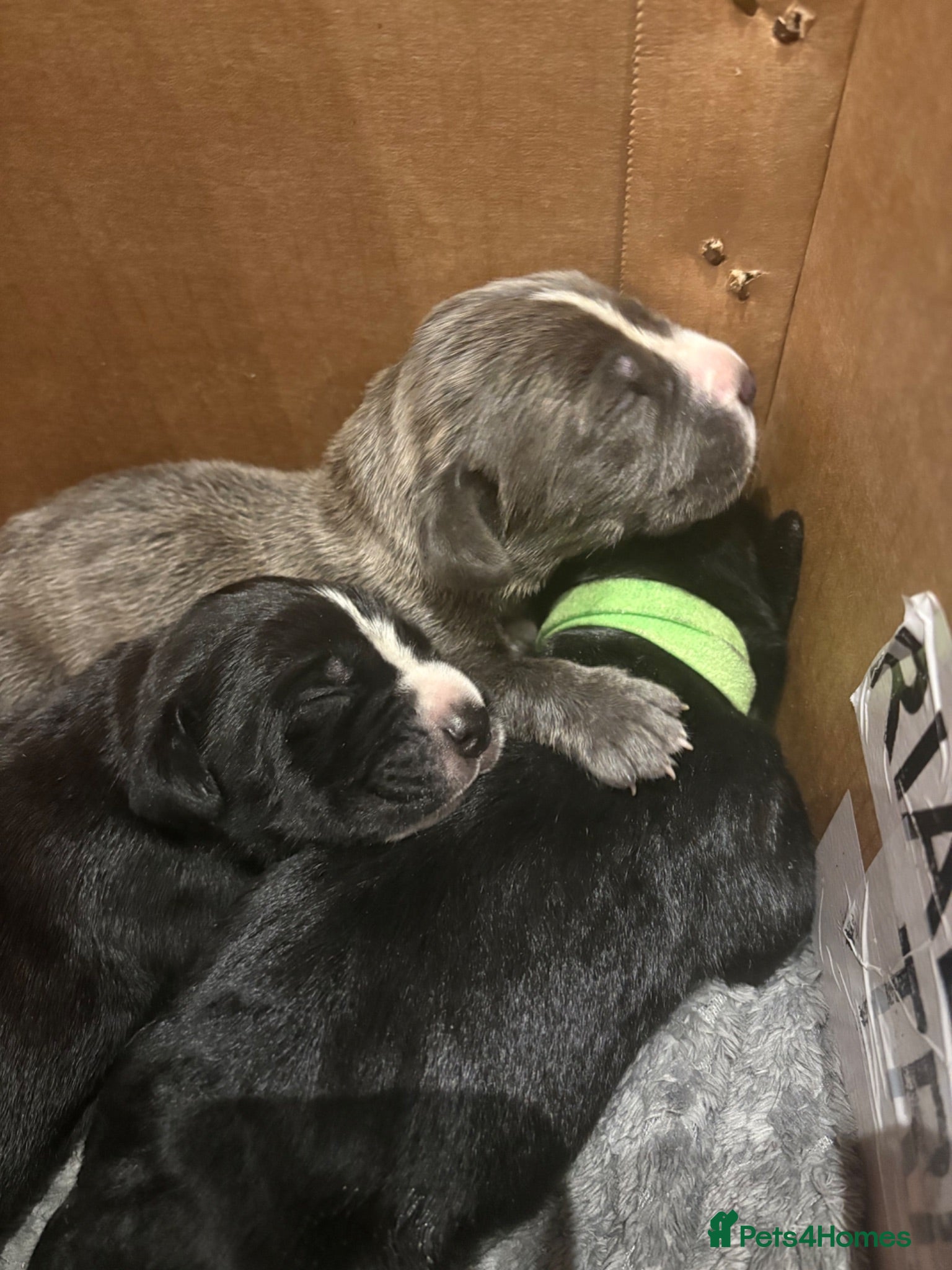 Cane Corso dogs 4 Stunning Cane Corso Big Boys!!! - Advert 2