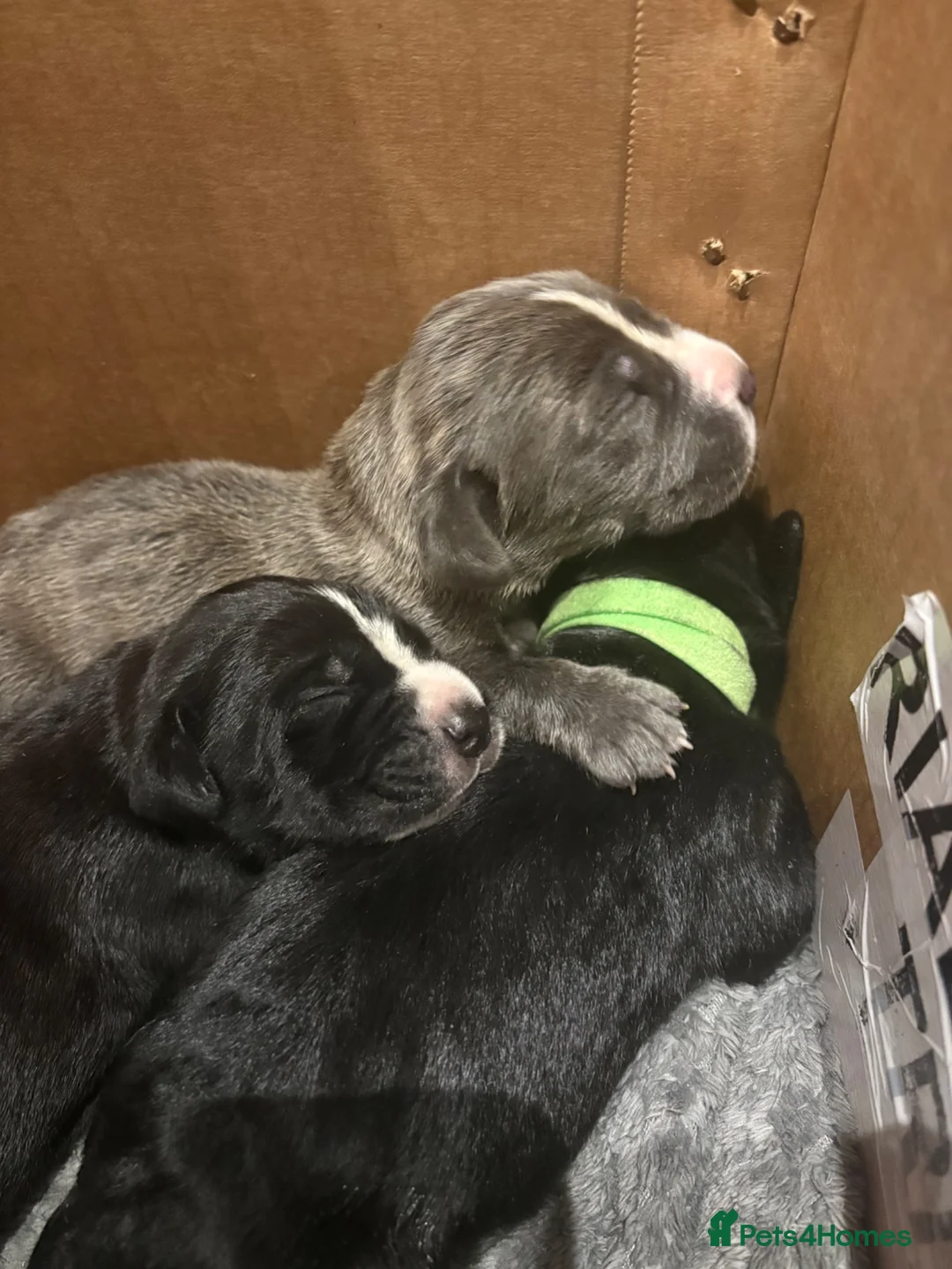 Cane Corso dogs for sale: 4 Stunning Cane Corso Big Boys!!! - Advert 2