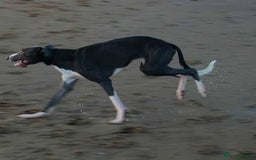 Whippet dogs for stud: Blue & white whippet for stud. - Image 4