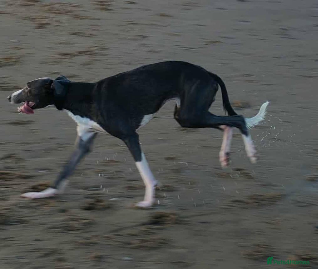 Whippet dogs for stud: Blue & white whippet for stud. - Image 4