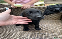 Labrador Retriever dogs for sale: 6 beautiful pedigree Labrador puppies - Image 8