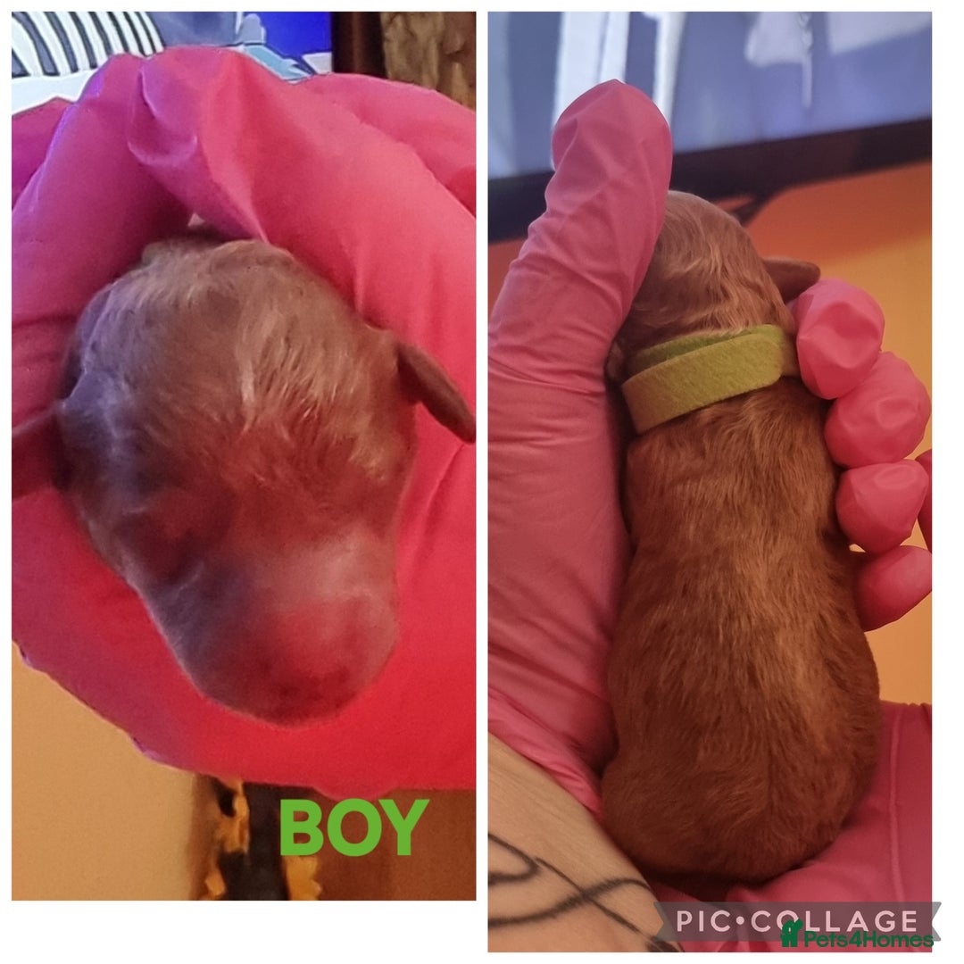 Poochon dogs for sale: Health tested home bred Poochons - Advert 4