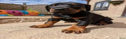 Dobermann dogs for sale: Litter due 12th April, now open for reservation  - Advert 6