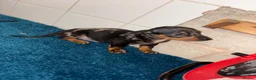 Dachshund dogs for sale: Miniature dachshund - Advert 16