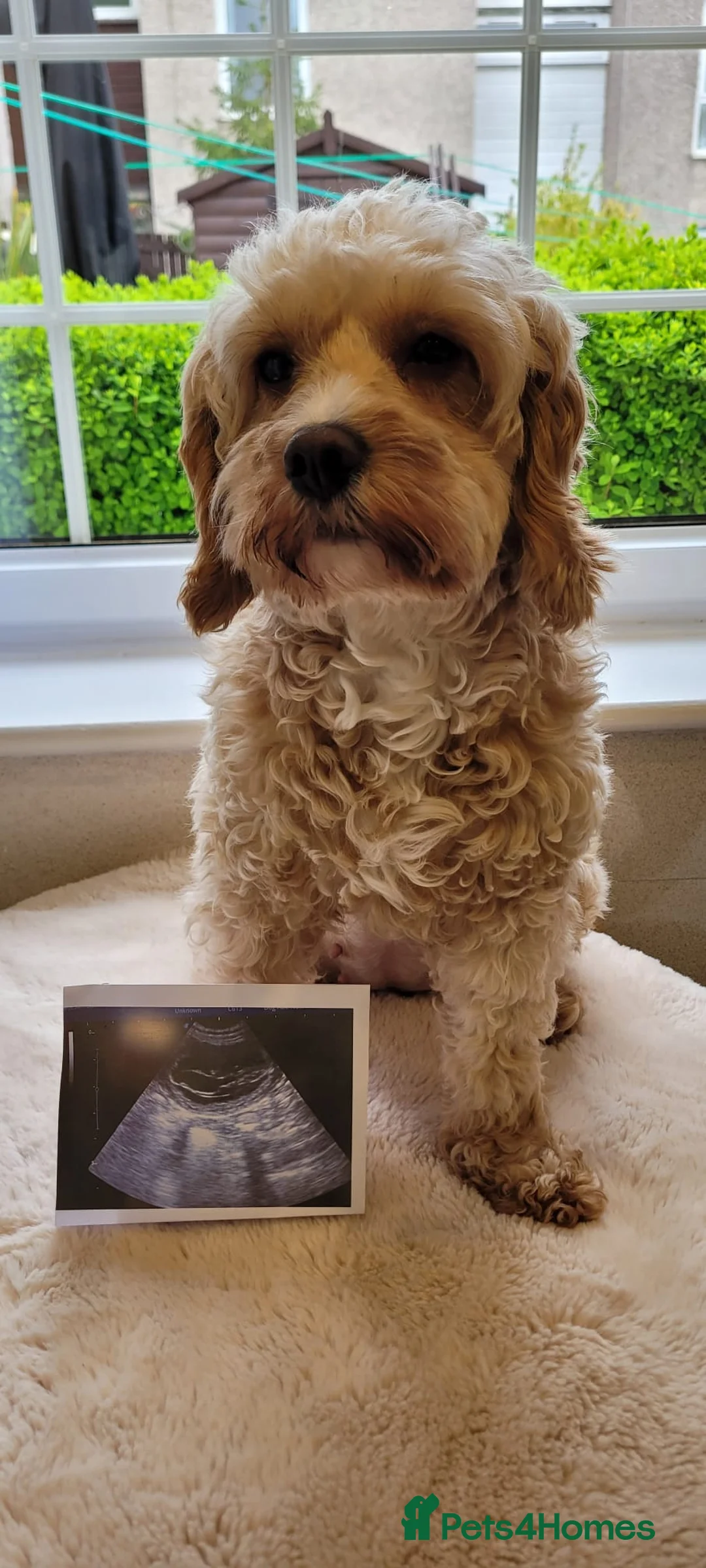 Cavapoo dogs for sale: Worry-Free-Pups-F1B CAVAPOO PUPPIES - Advert 3