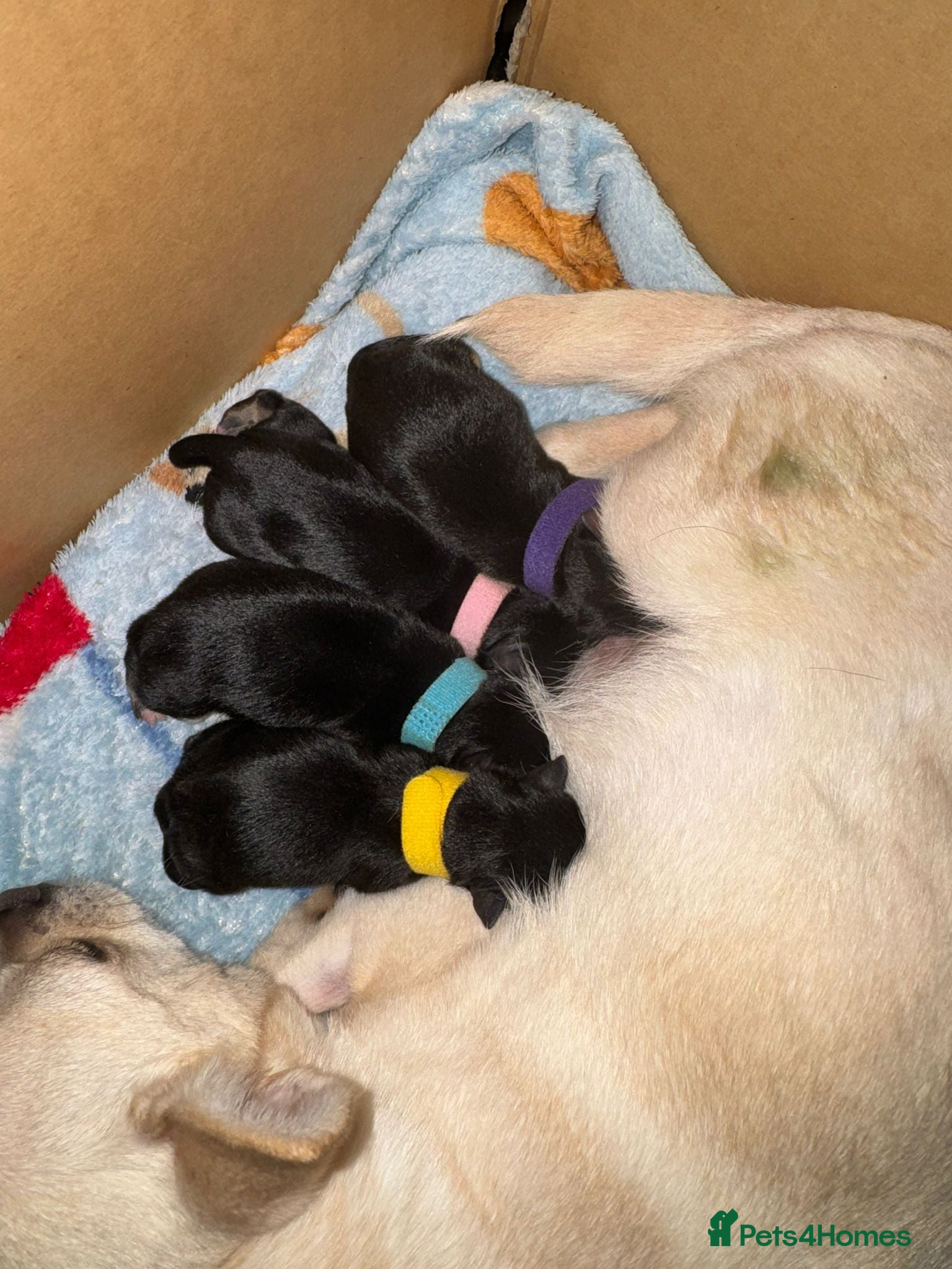 Chihuahua dogs Chihuahua Litter Due March  - Advert 4