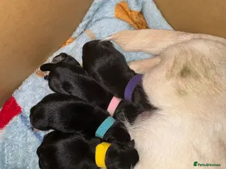 Chihuahua dogs Chihuahua Litter Due March - Advert 4