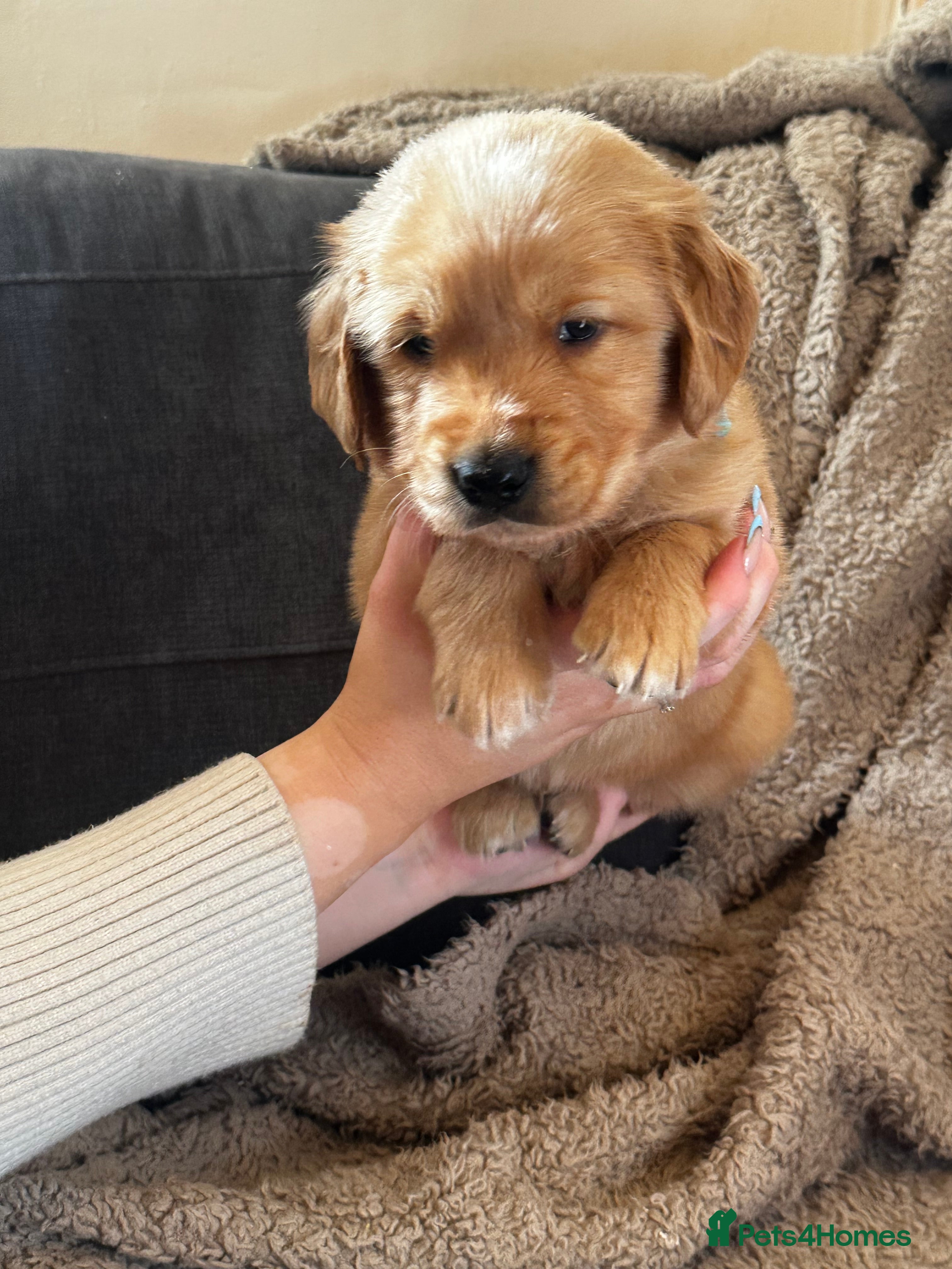 Golden Retriever dogs GORGEOUS GOLDEN RETRIEVER KC REG - Advert 18