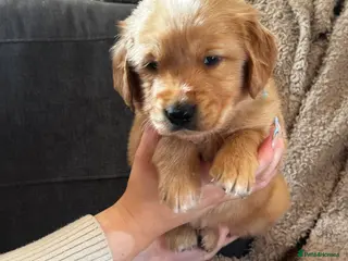 Golden Retriever dogs GORGEOUS GOLDEN RETRIEVER KC REG - Advert 18