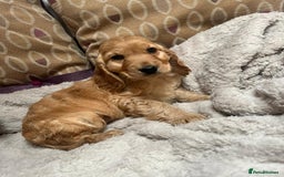 Cockapoo dogs for sale: cockapoo puppy's cv67ee - Advert 3