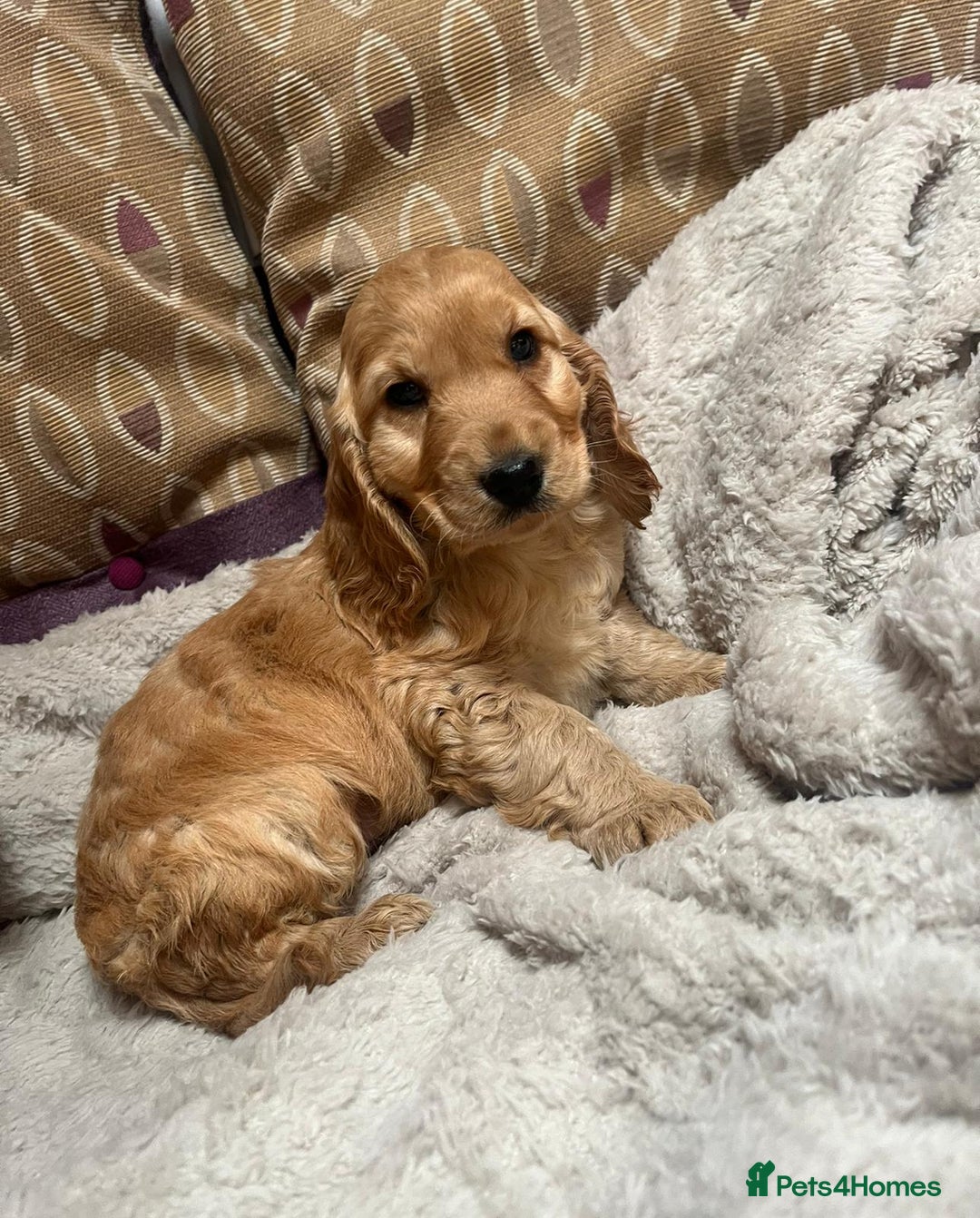 Cockapoo dogs for sale: cockapoo puppy's cv67ee - Advert 3