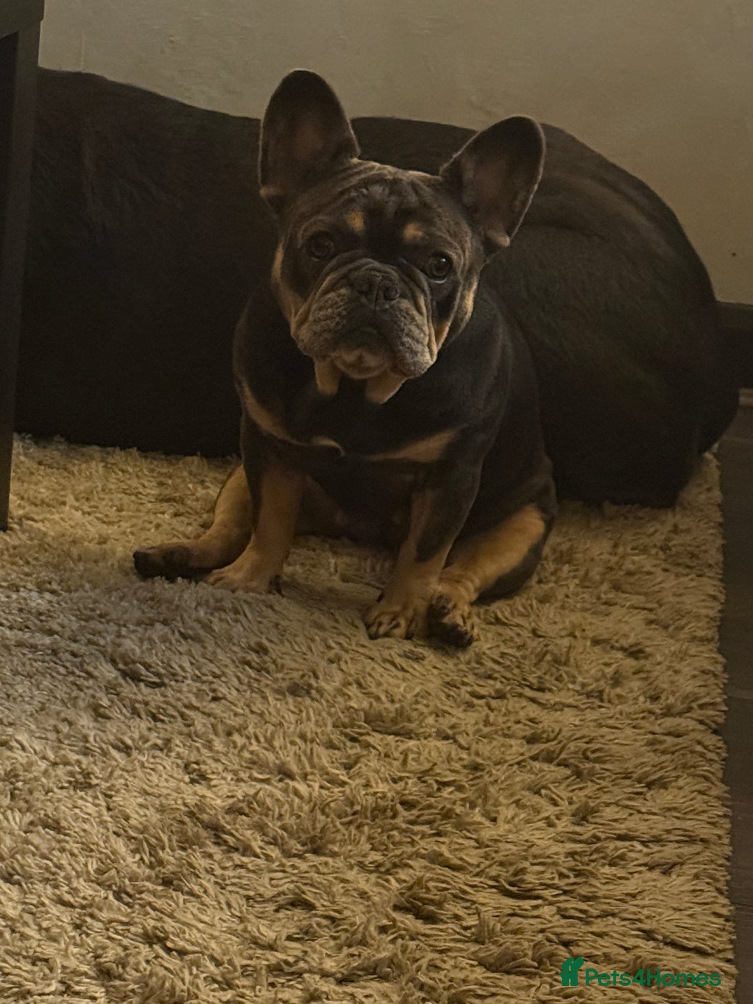 French Bulldog dogs for sale: Loving French Bulldog Seeking, Experienced Home - Advert 3