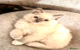 Ragdoll cats for sale: traditional Mitted ragdoll’s - Image 2