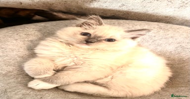 Ragdoll cats - Advert 7