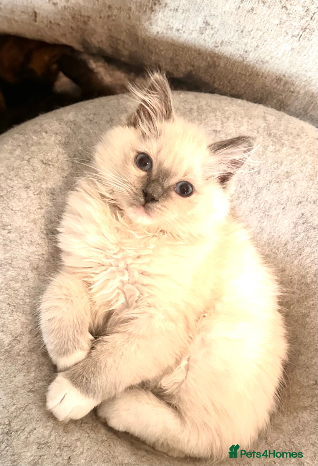 Ragdoll cats for sale: traditional Mitted ragdoll’s - Image 2