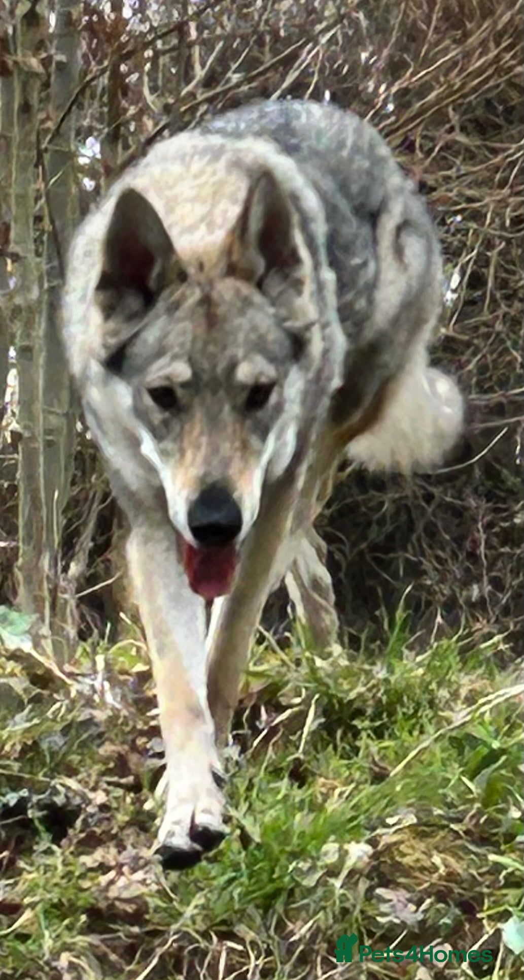 Saarloos Wolfdog dogs Czechoslovakian wolf dog Adult female  - Advert 6