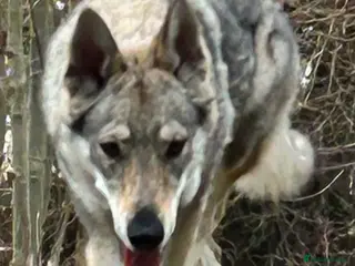 Saarloos Wolfdog dogs Czechoslovakian wolf dog Adult female - Advert 6
