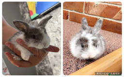 French Lop rabbits for sale: 2 lovely bunny’s left  - Image 1