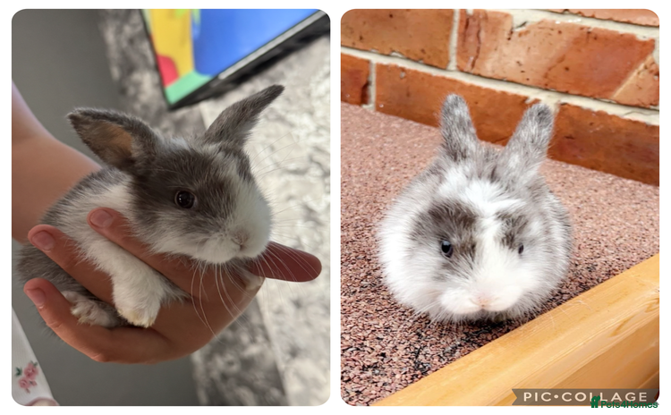 French Lop rabbits - Advert 1