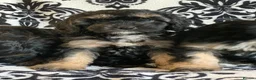 Cavapoo dogs for sale: F1 Cavapoos  - Advert 4