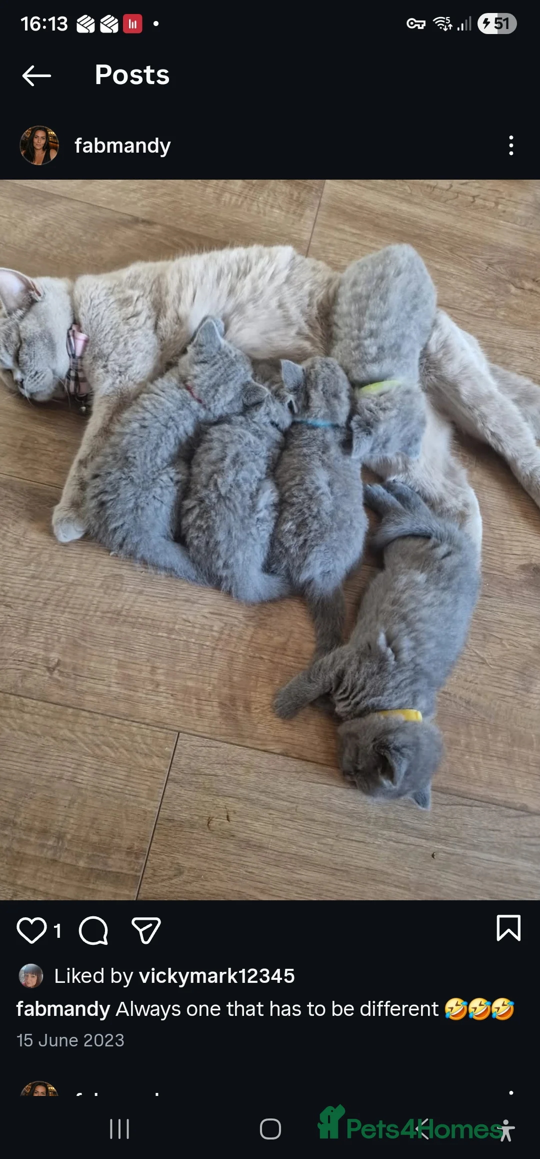 British Shorthair cats for sale: Lilac British Short-haired not neutered  in Blackburn - Advert 4