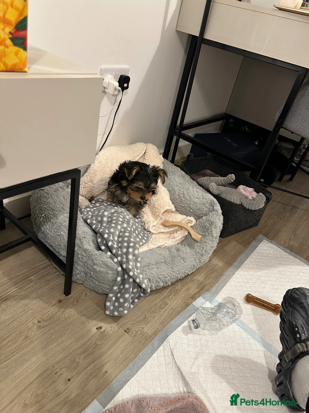 Yorkshire Terrier dogs for sale: Yorkshire terrier  in Birmingham - Advert 4