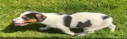 Mixed Breed dogs for sale: Adorable pups waiting for you  in Llanon - Advert 3