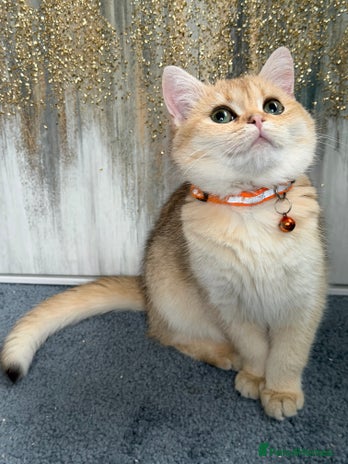 British Shorthair cats - Advert 3