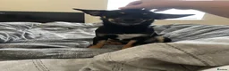 Jack Chi dogs for sale: Skye  - Advert 8