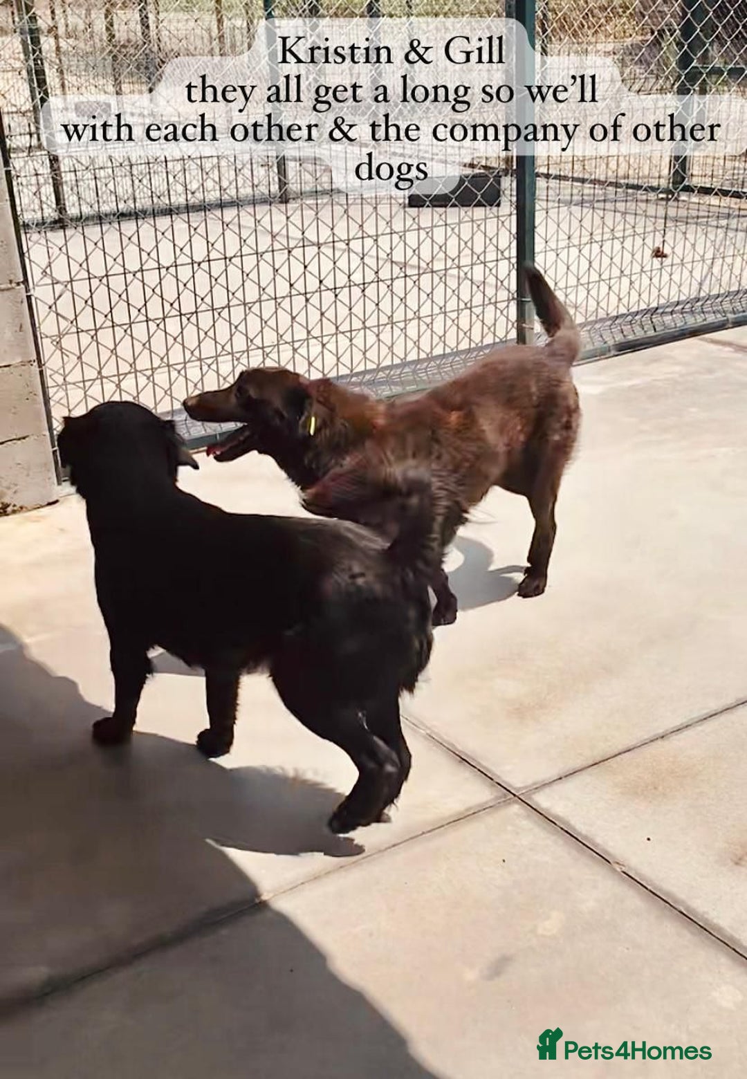 Mixed Breed dogs for adoption: Gilbert, 6 yrs old. Reserved stc. - Image 15