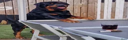Rottweiler dogs for sale: Pure German rottweiler puppies  - Advert 3
