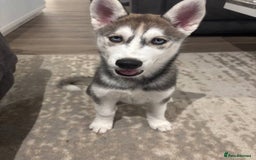 Siberian Husky dogs for sale: Blue Eyed Siberian Husky Puppy - Image 2