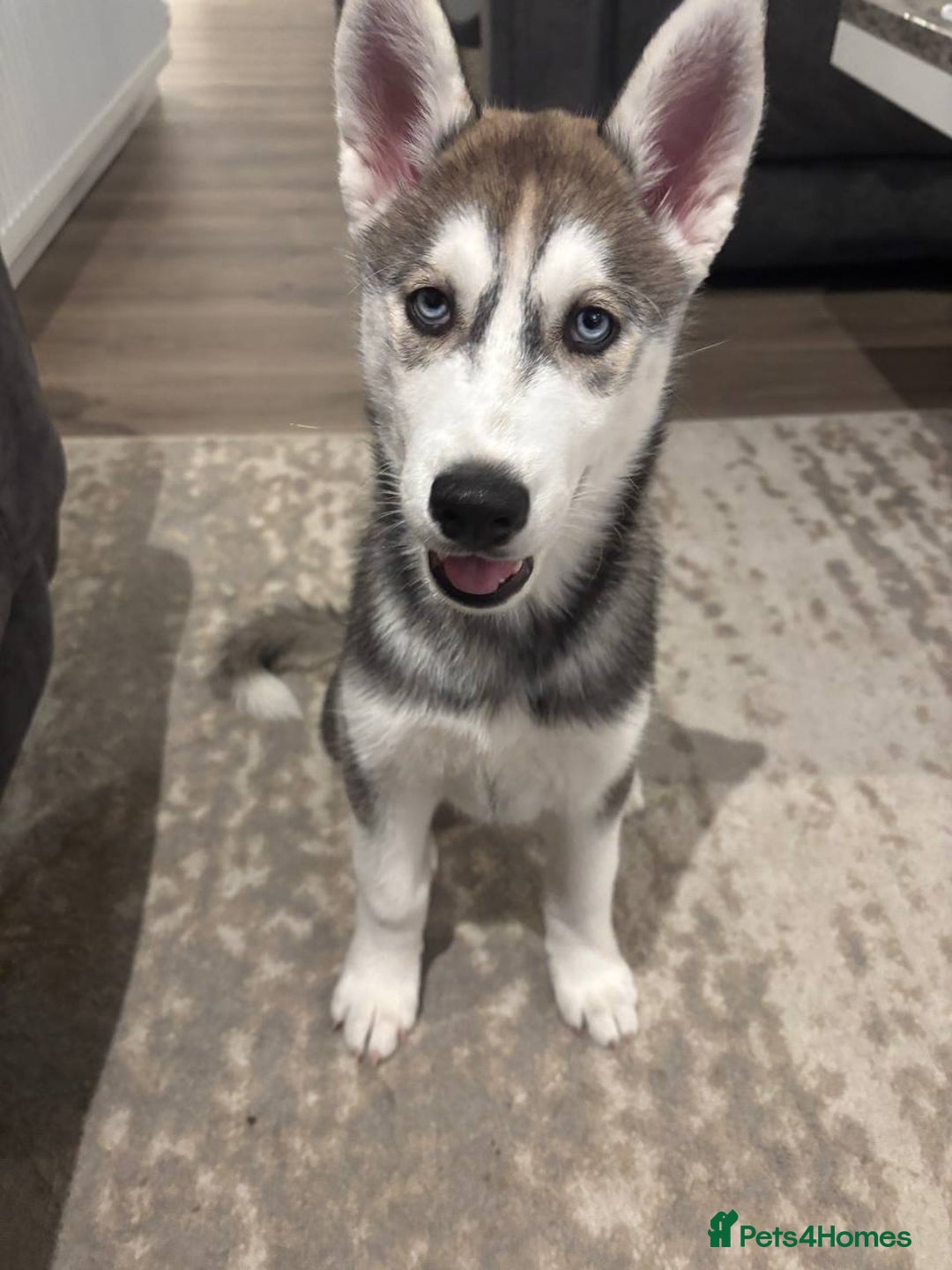 Siberian Husky dogs for sale: Blue Eyed Siberian Husky Puppy - Image 2