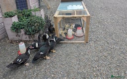 Ducks poultry for sale: Muscovy Ducklings - Image 2