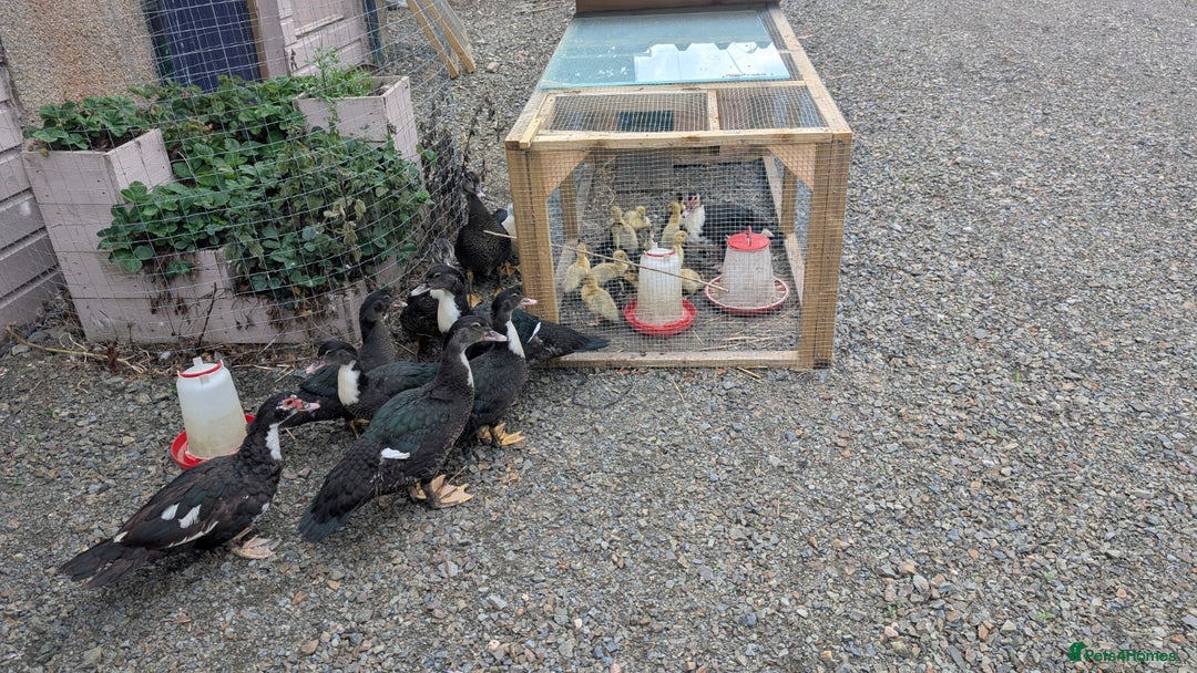 Ducks poultry for sale: Muscovy Ducklings - Image 2