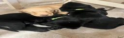 Labrador Retriever dogs for sale: 🐾❤️Beautiful Labrador puppies❤️🐾 - Advert 9